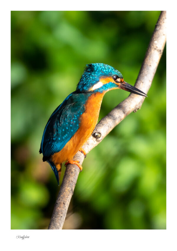 Kingfisher