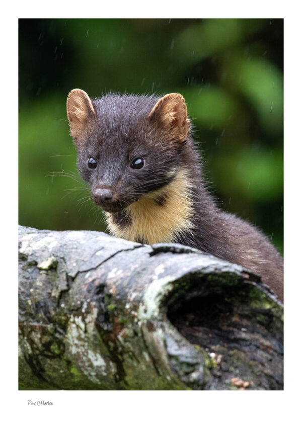 Pine Marten