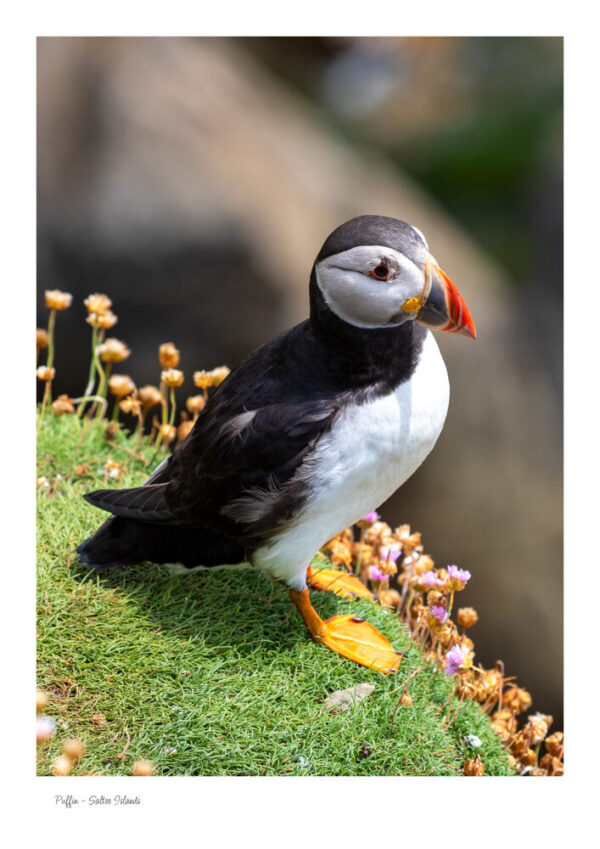 Puffins