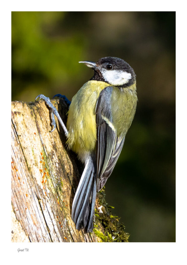 Great Tit