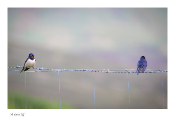 A Lovers tiff. A lovely pair of Swallows sitting on a barbed wire fence. Looking like they had a diagreement.