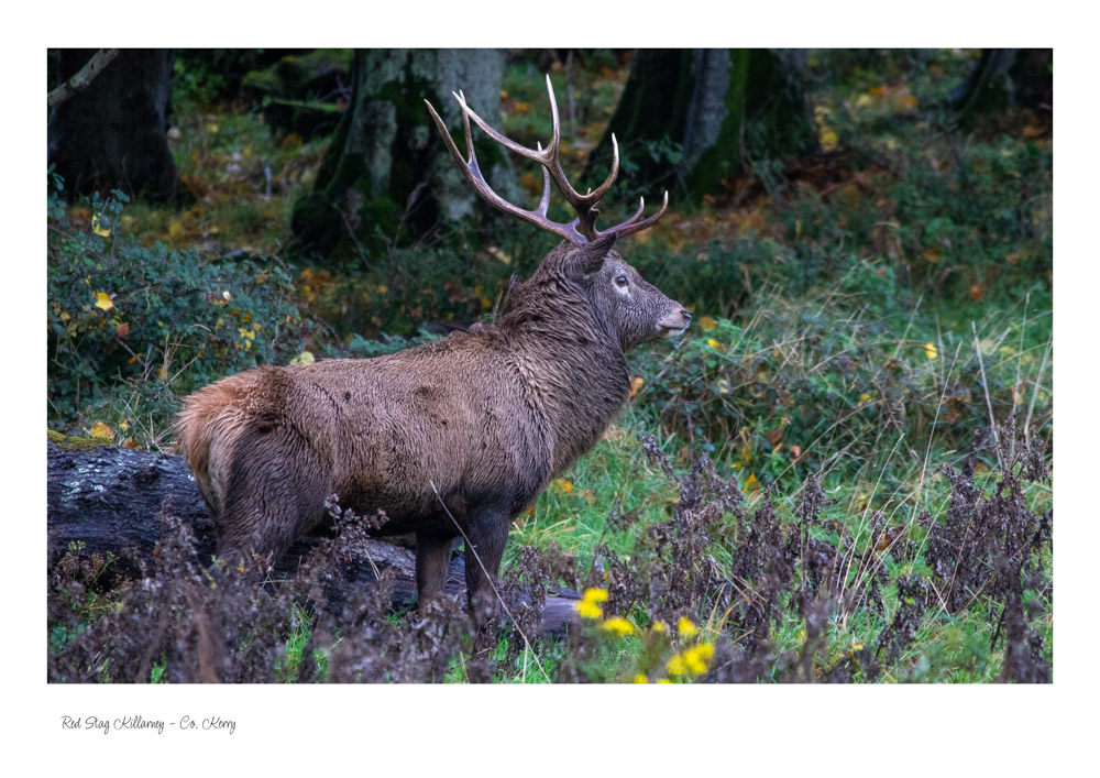 Red Stag Killarney - Co. Kerrry
