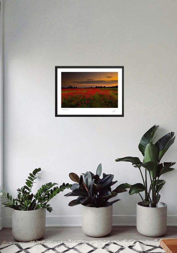 A Poppy Field at Sunset - Image 4