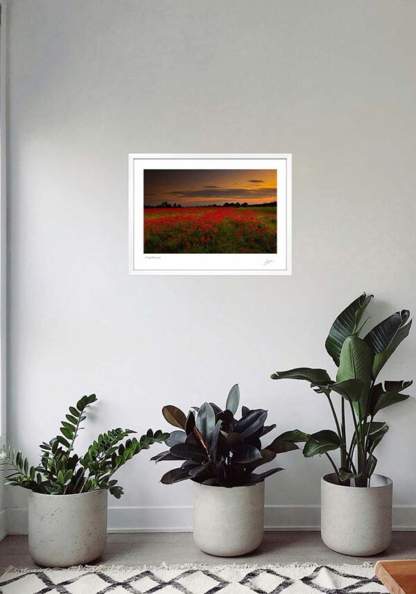 A Poppy Field at Sunset - Image 5