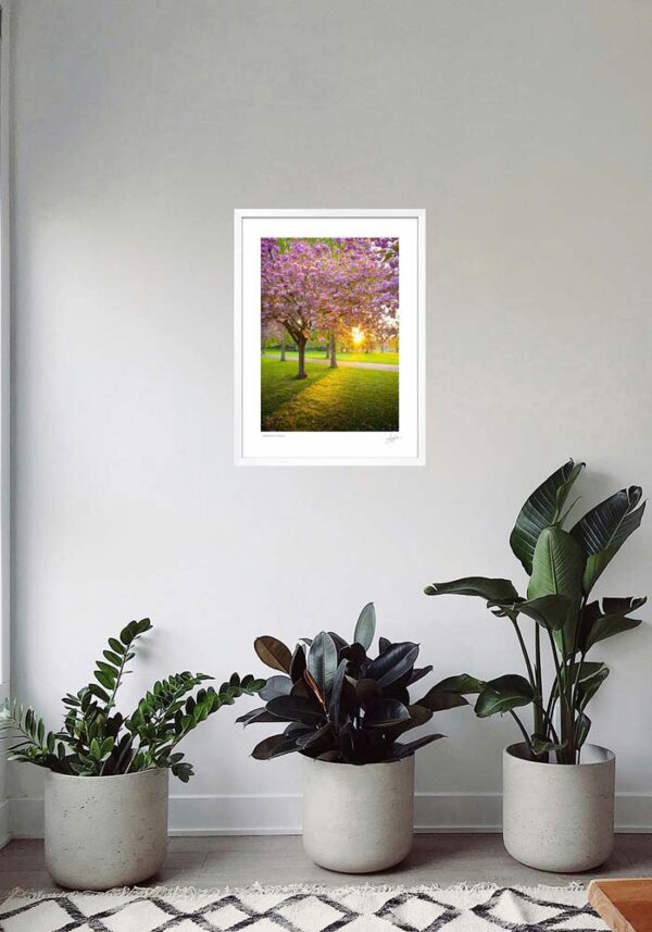 Cherry blossom sunset - Memorial gardens - Image 5
