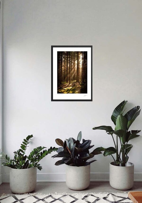 Crone Woods - Light through the trees - Image 4