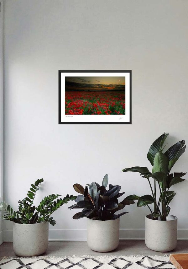 Poppy Field at Sunset - Image 4