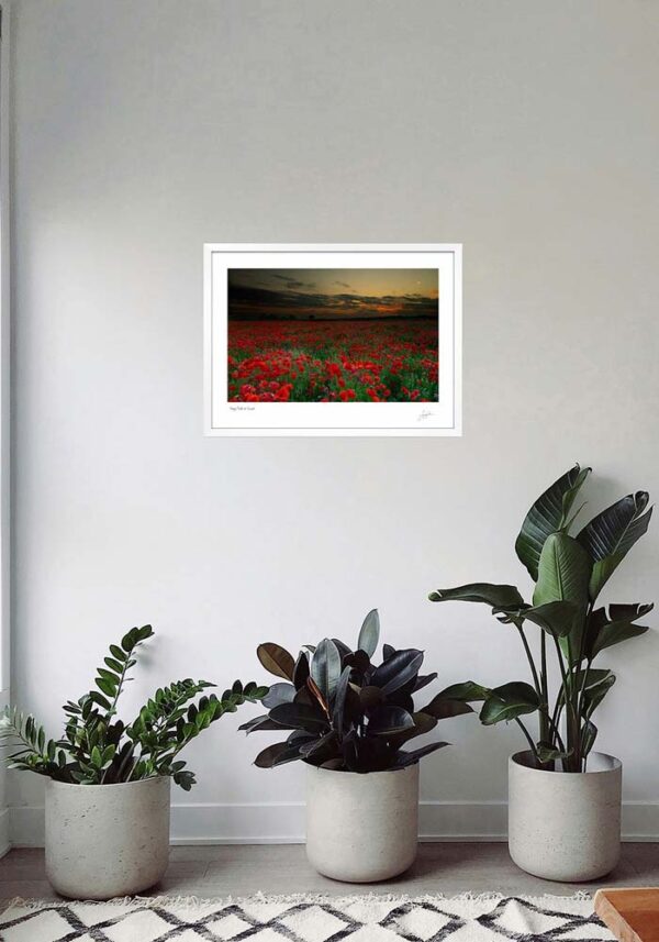 Poppy Field at Sunset - Image 5