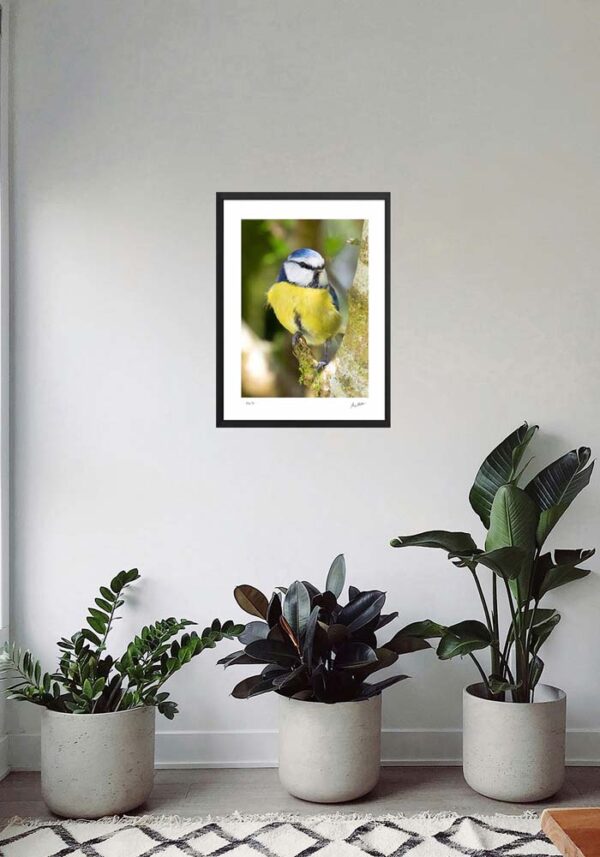 Blue Tit - Image 4