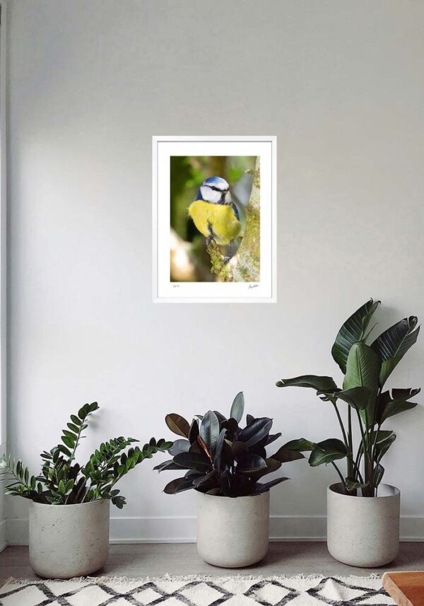 Blue Tit - Image 5