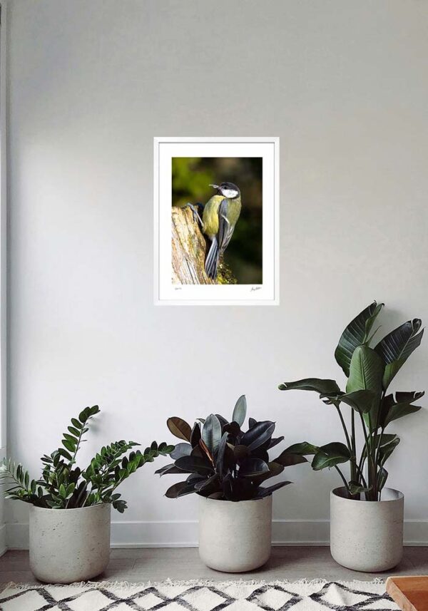 Great Tit - Image 5