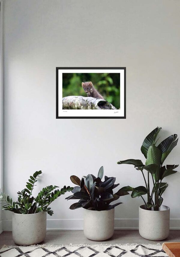 Pine Marten - Image 4