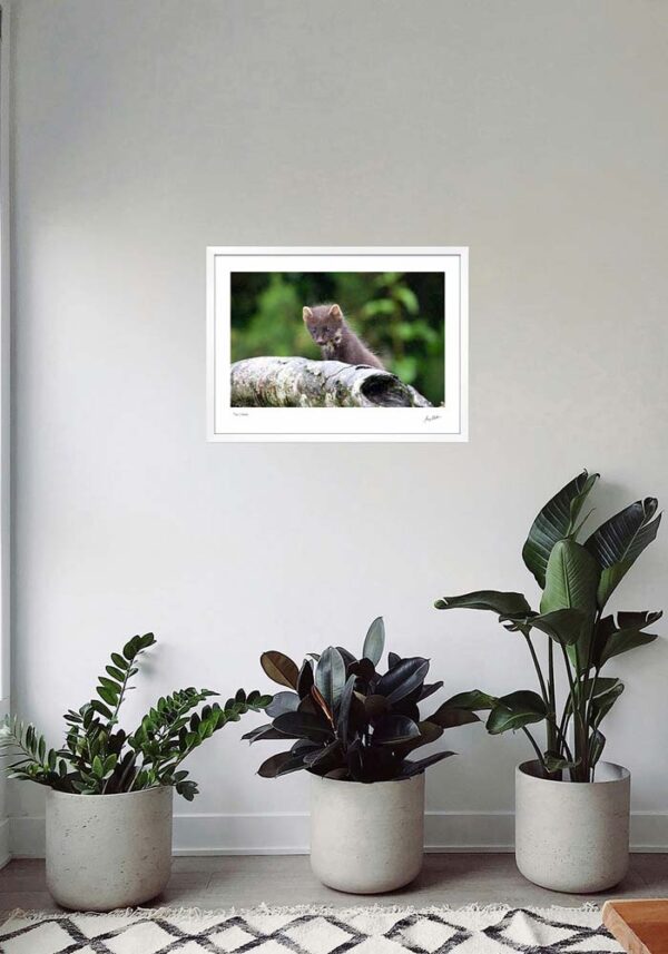Pine Marten - Image 5