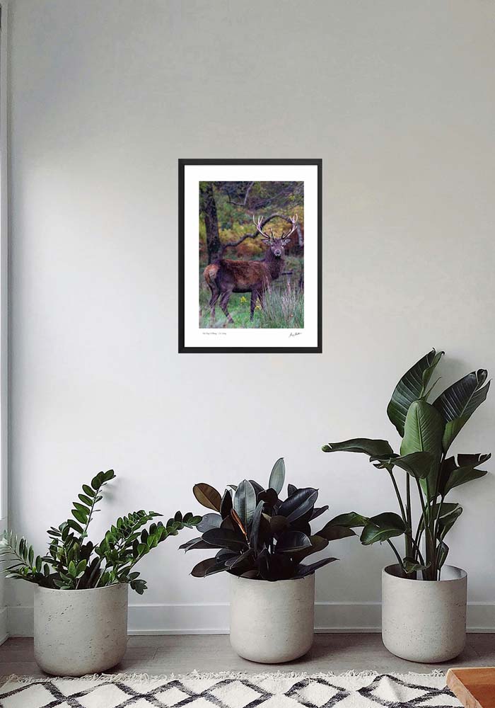 Red Stag Killarney - Co. Kerry Red Stag Killarney - Co. Kerry - Image 4