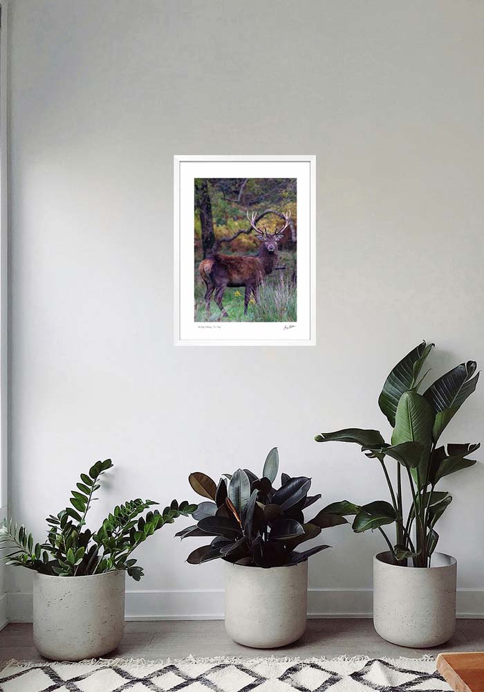 Red Stag Killarney - Co. Kerry Red Stag Killarney - Co. Kerry - Image 5