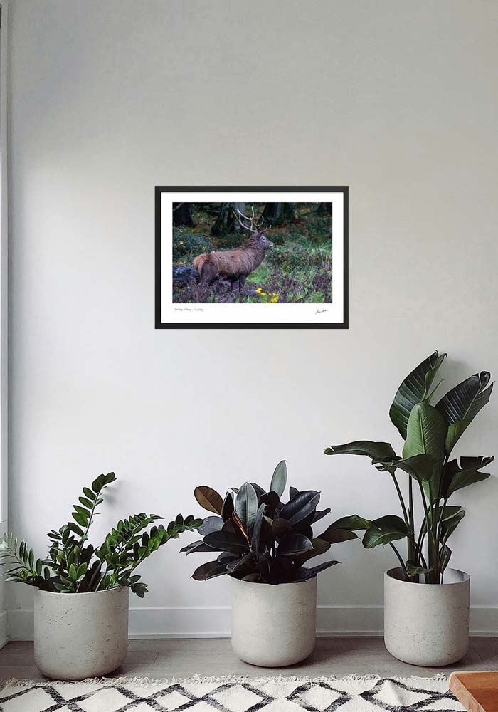 Red Stag Killarney - Co. Kerrry - Image 4