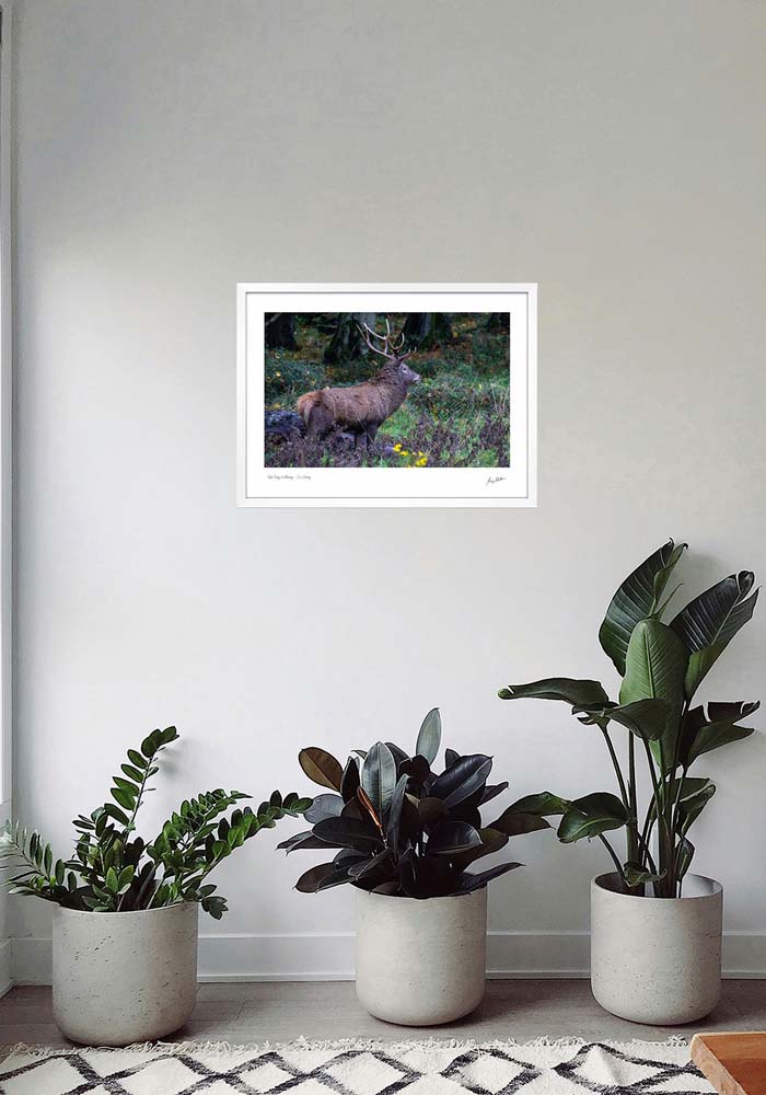 Red Stag Killarney - Co. Kerrry - Image 5