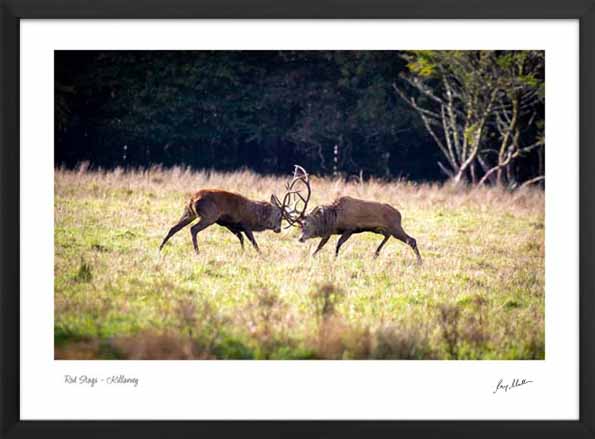 Red Stags Killarney - Image 2