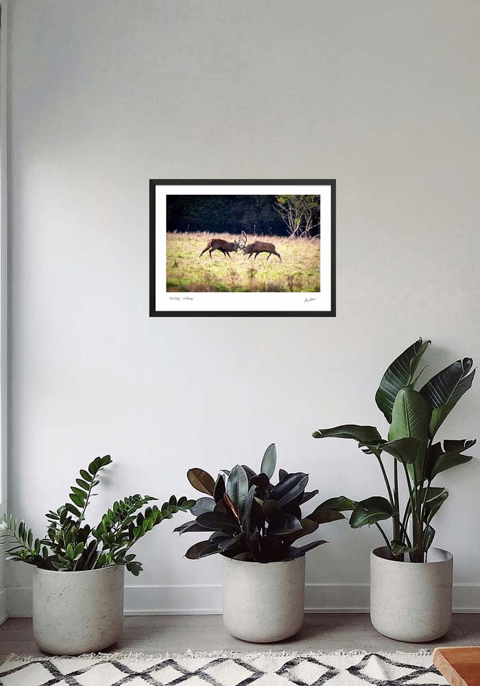 Red Stags Killarney - Image 4