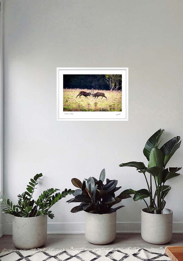 Red Stags Killarney - Image 5