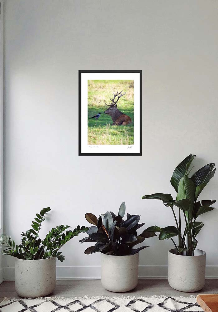 The Stag and the Crow - Killarney - Image 4