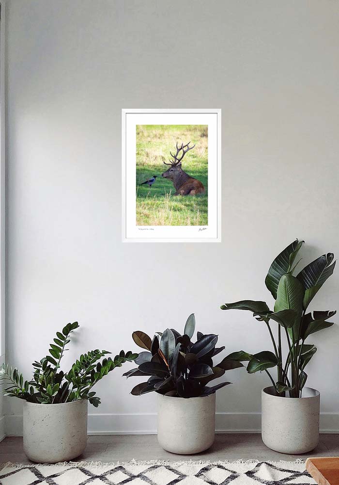 The Stag and the Crow - Killarney - Image 5