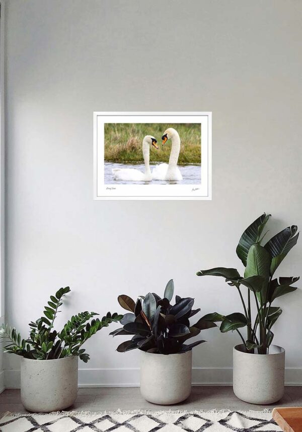 Loving Swans - Image 5