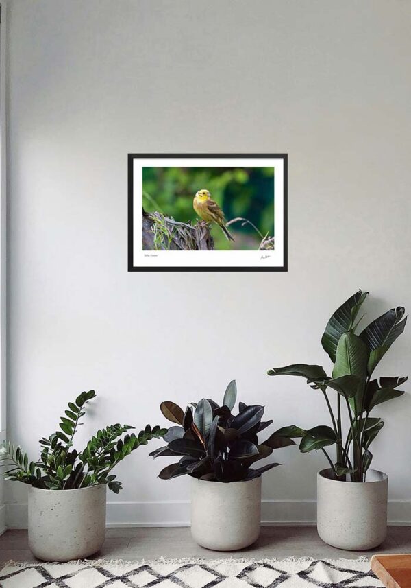 Yellowhammer - Image 4