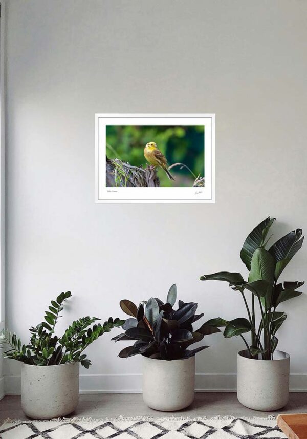 Yellowhammer - Image 5