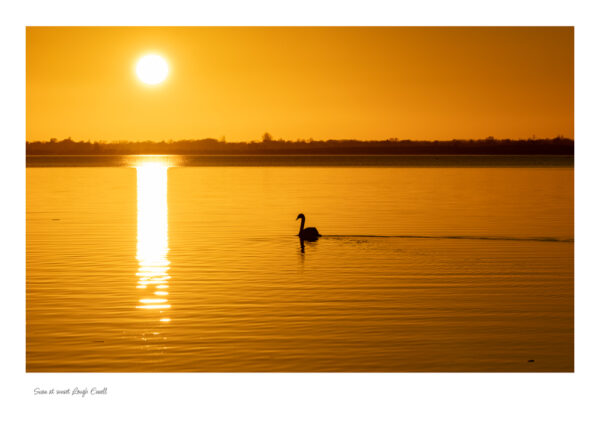 Swan at Sunset Lough Ennell. Peace and tranquility in one photo