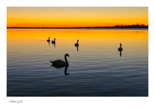 Swans at sunset lough Ennell, beautiful swans on a placid calm lake at sunset