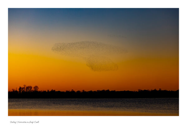 Starling Murmuration Lough Ennell at sunset