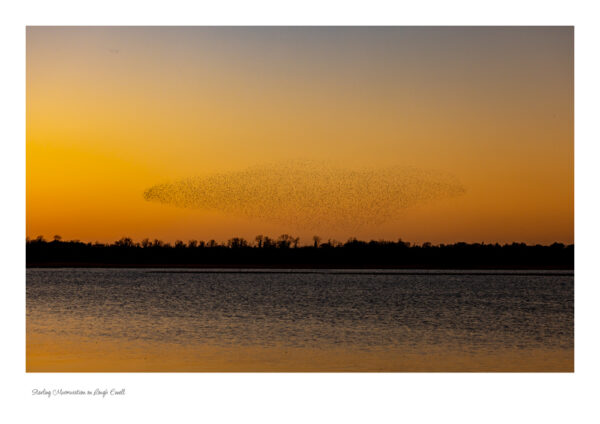 Starling Murmuration Lough Ennell at Sunset over a calm Evening