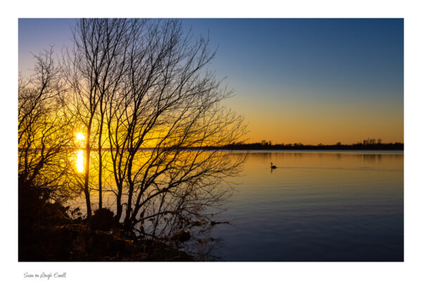 Swan at Sunset Lough Ennell with a calm lough and a nice tree to the left