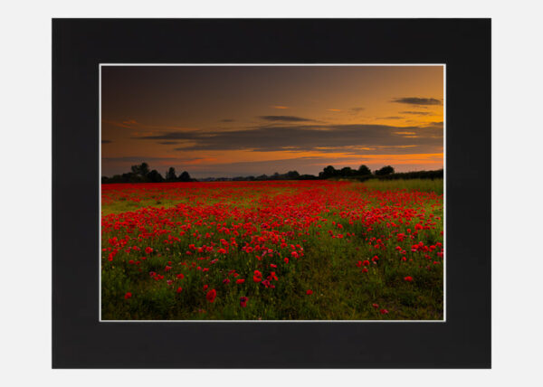 A Poppy Field at Sunset - Image 6