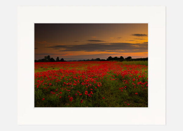 A Poppy Field at Sunset - Image 7