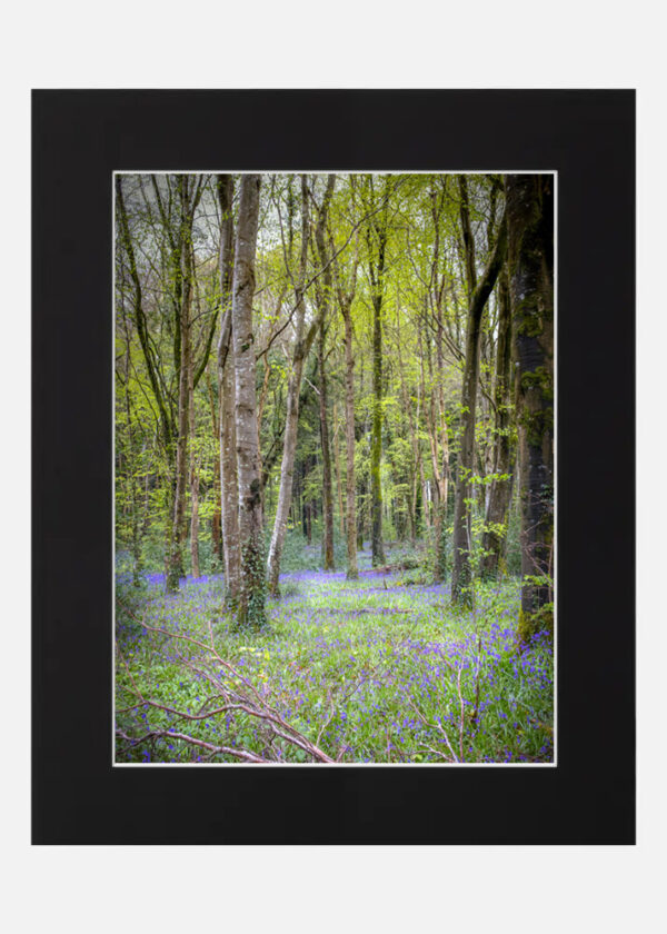Killinthomas wood Bluebells - Image 6