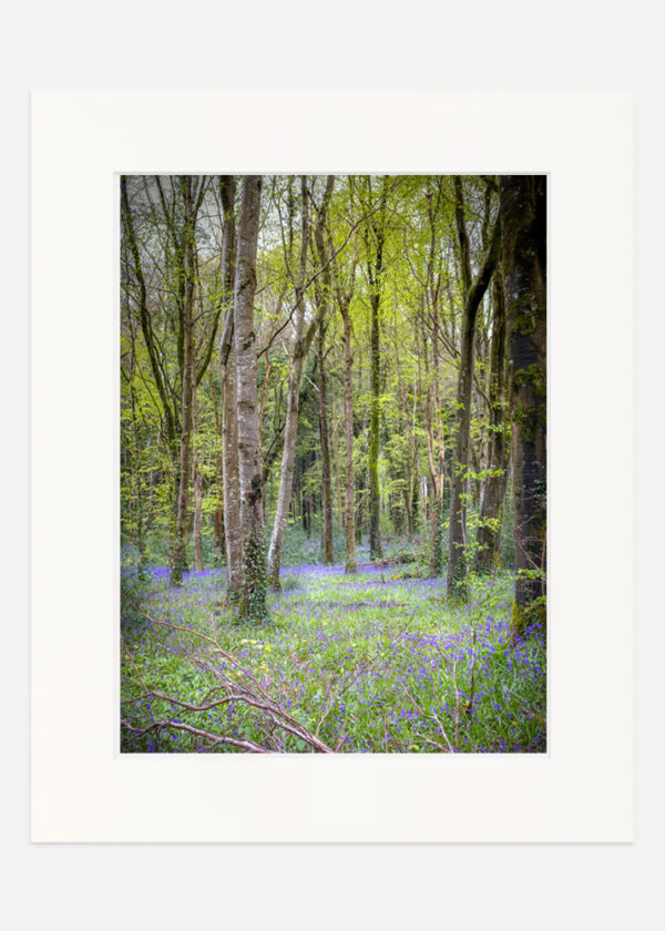 Killinthomas wood Bluebells - Image 7