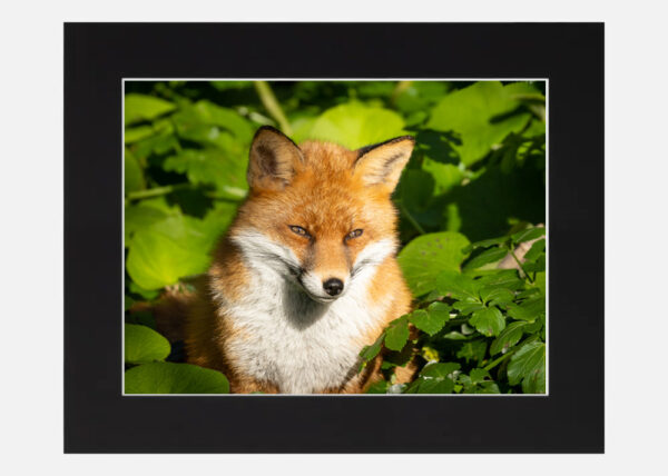 Content Fox - Image 6