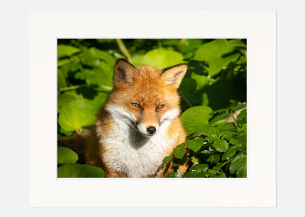 Content Fox - Image 7