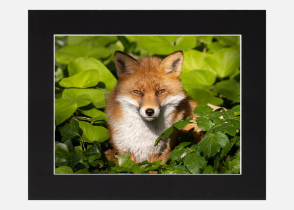 Content Fox - Image 6