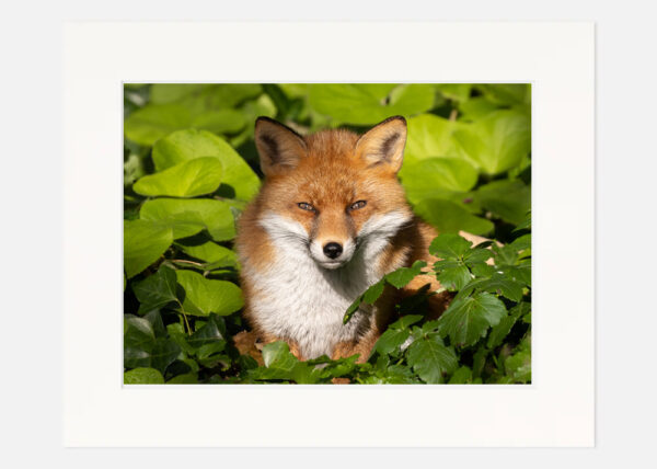 Content Fox - Image 7