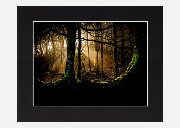 A Fairy wood Wicklow - Image 6