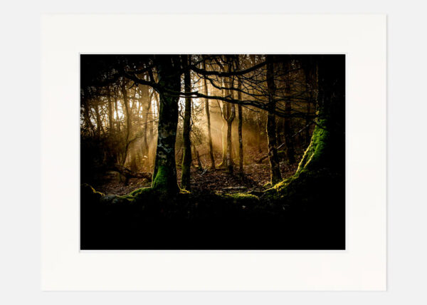 A Fairy wood Wicklow - Image 7