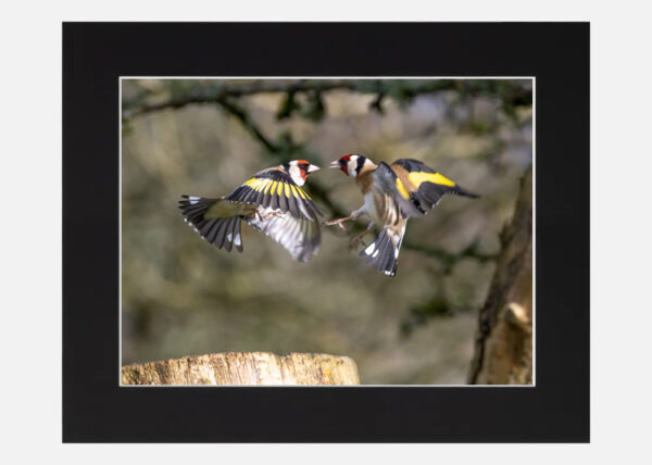 Goldfinches - Image 6