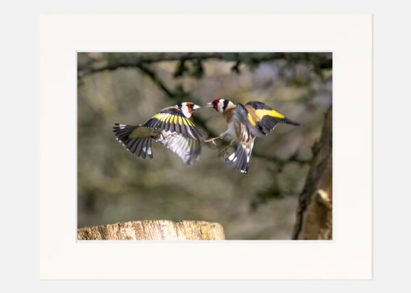 Goldfinches - Image 7