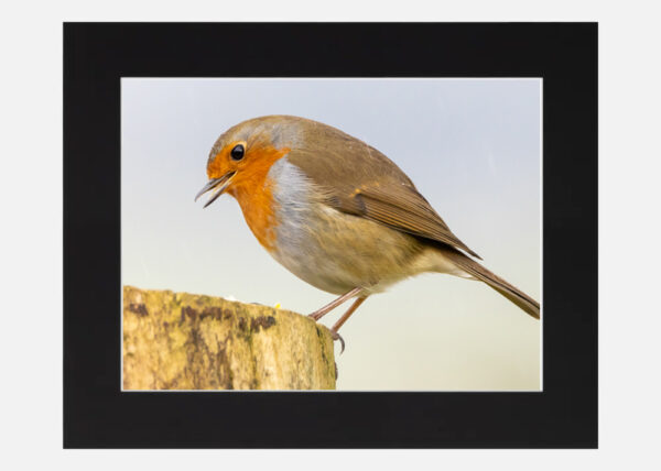 The Happy Robin - Image 6