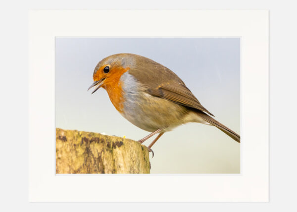 The Happy Robin - Image 7