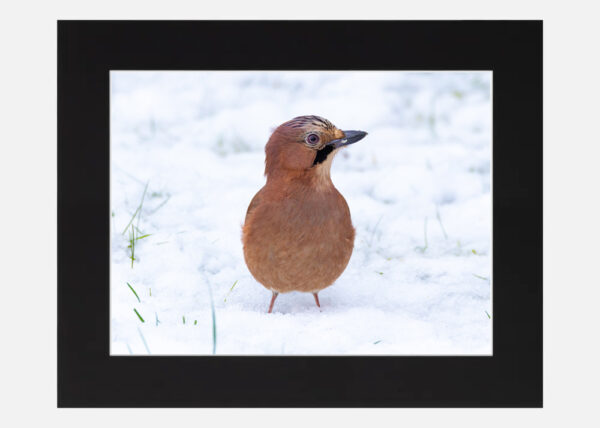 Jay in the snow - Image 6