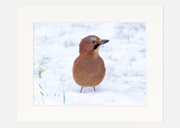 Jay in the snow - Image 7